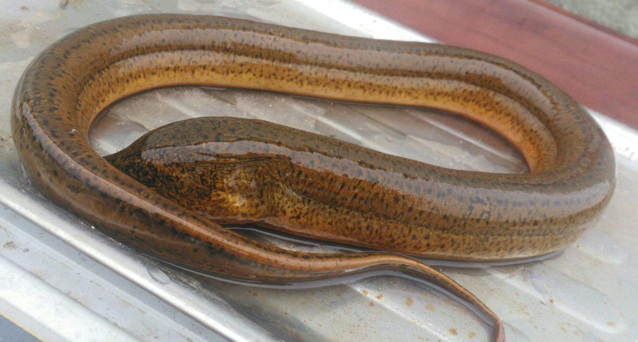 聊斋志异的1-9卷阅读笔记,聊斋志异第1章读后感