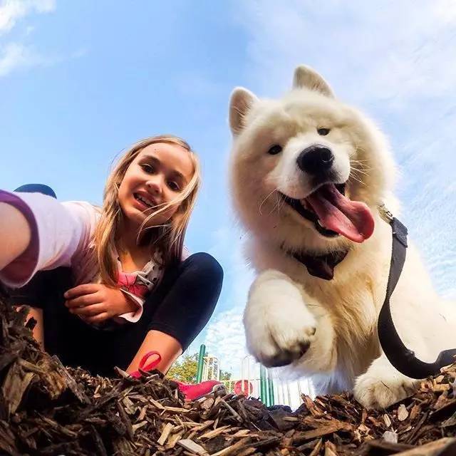 萨摩耶越来越瘦怎么回事,萨摩耶偏瘦怎么办