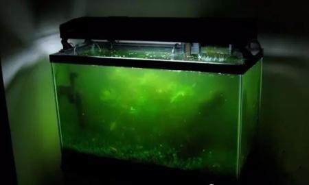 怎么养绿水最简单,怎样用绿水养苗