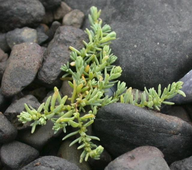 翅碱蓬为什么秋季变红,翅碱蓬退化