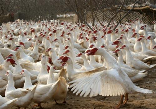 2022年特种养殖前景最好的品种,目前养殖业最赚钱的项目