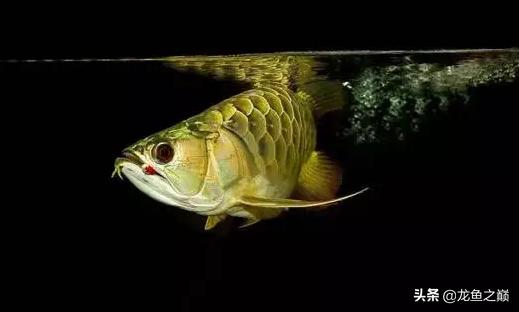 龙鱼单侧掉眼解决方法,龙鱼掉眼怎么治