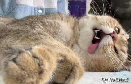 铲屎官要听懂的猫咪求救,铲屎官猫咪的急救信号