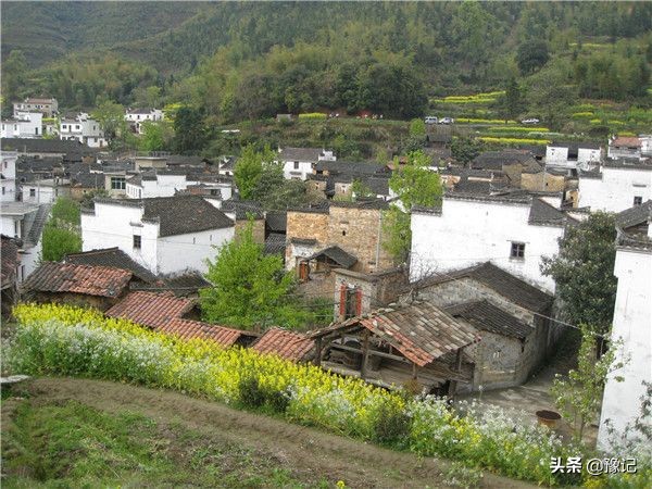 最是八月玉米棒，梦里都金黄