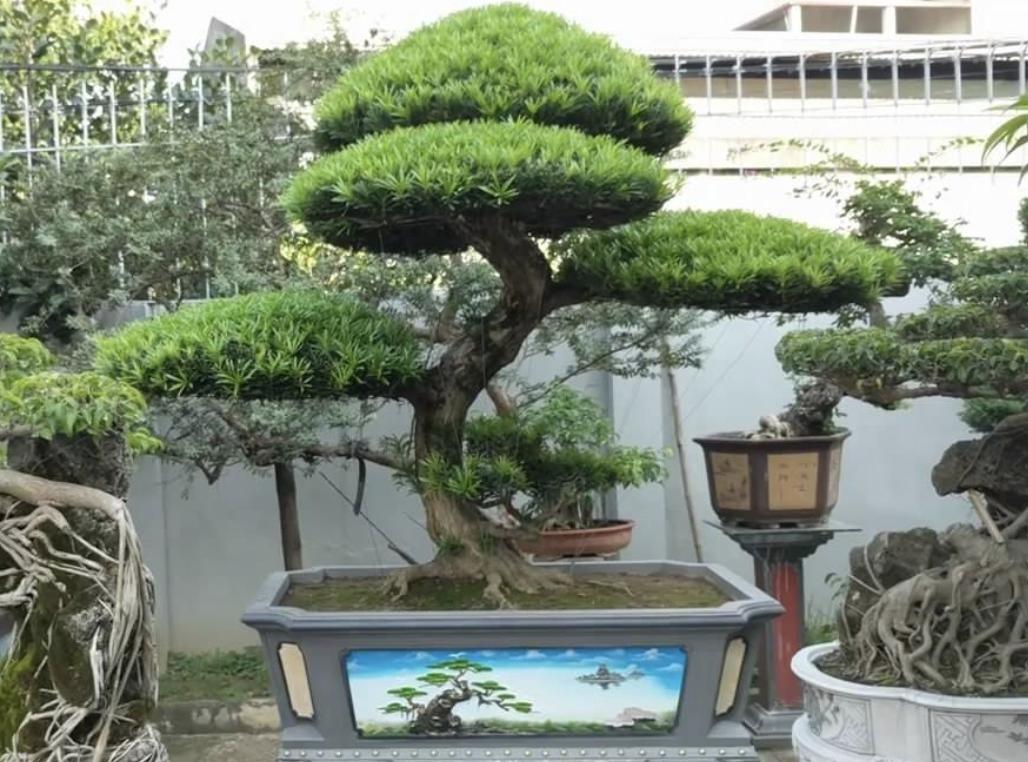 新房易栽的盆景树,桂花盆景四大镇宅之树