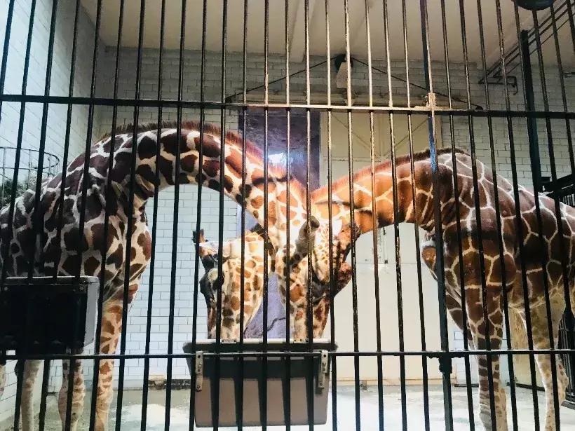 芝加哥周边自驾游,芝加哥郊外攻略