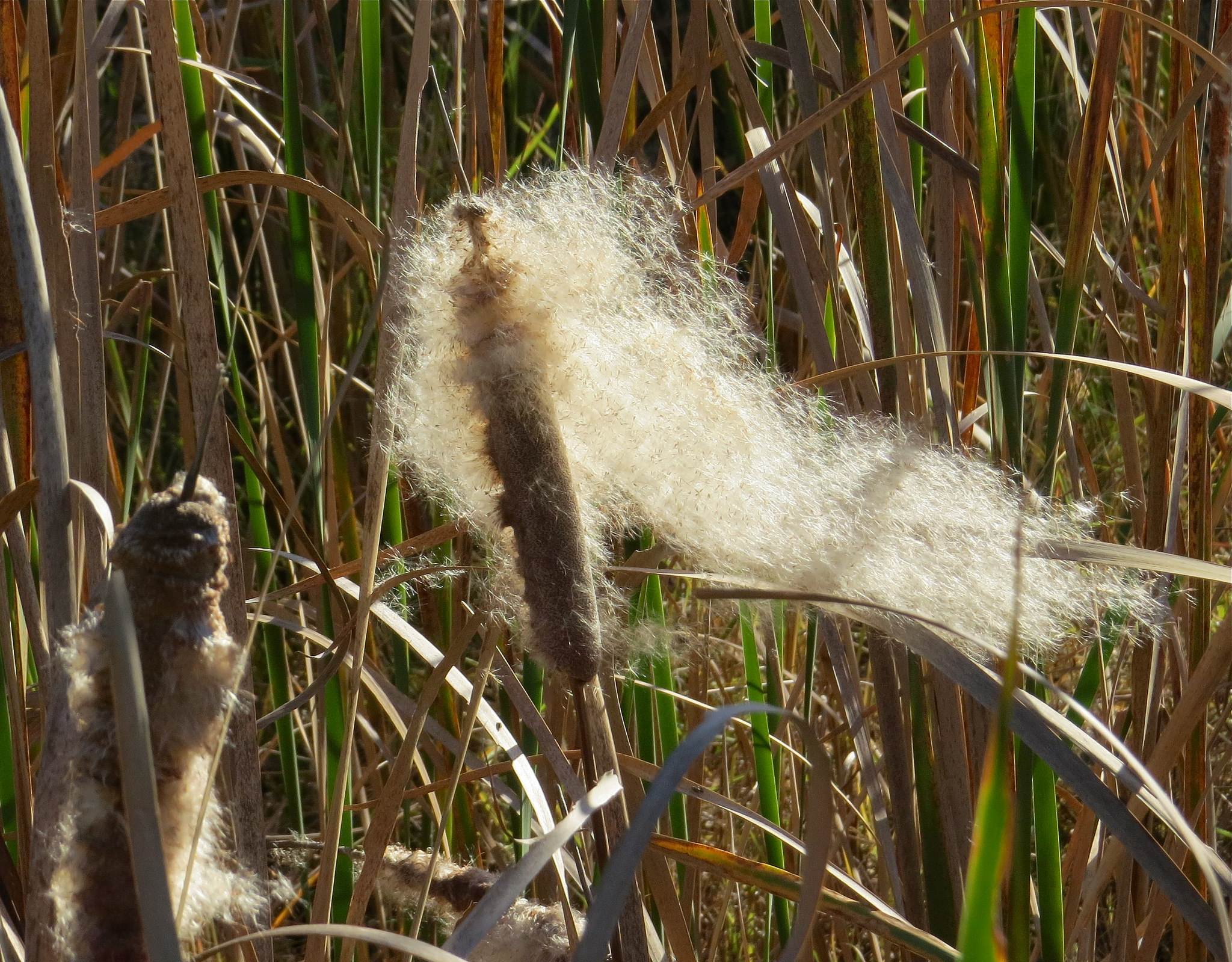 能吃蚊子的水生植物,水生生物的玩具