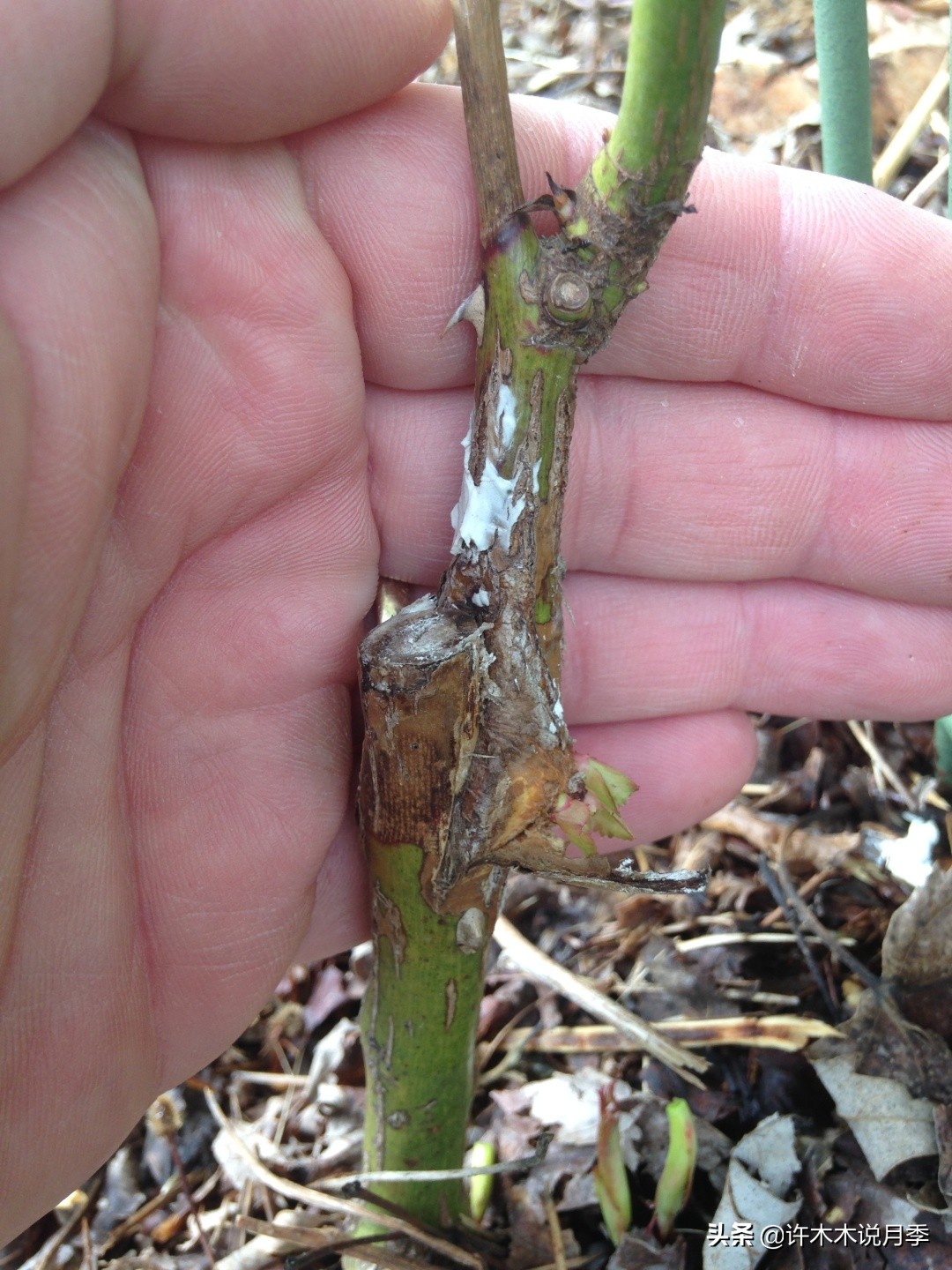 月季突然枝叶都干枯了,月季突然黄叶死掉