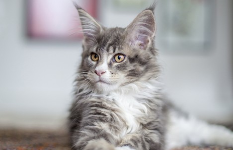 长毛缅因猫霸气名字大全,霸气的棕虎斑缅因猫视频