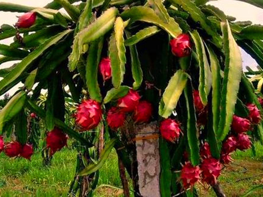 多肉能不能乱吃,所有多肉能吃吗