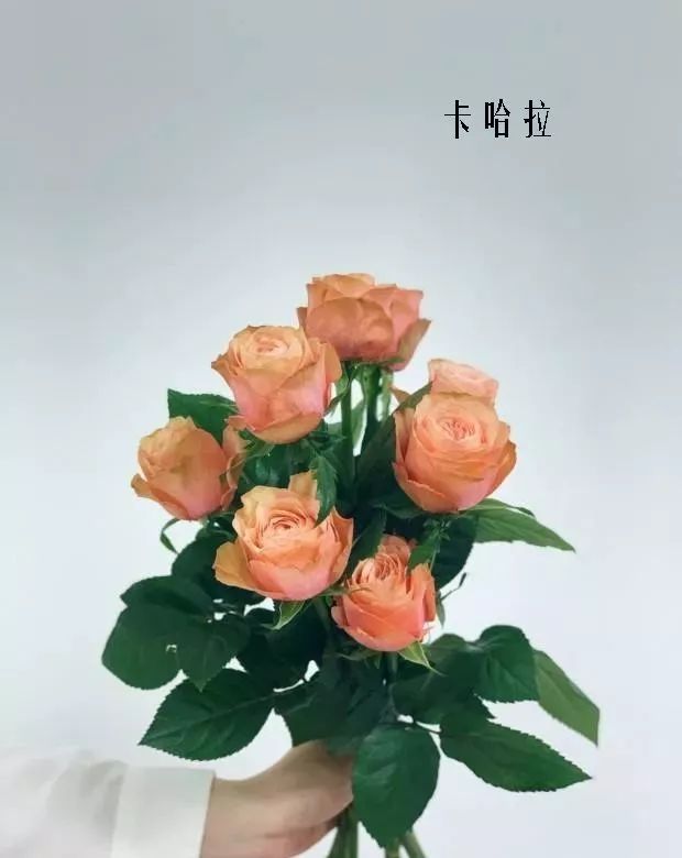 花店里同款的两种不同价格的花材,花店最容易被顾客误解的几种花材