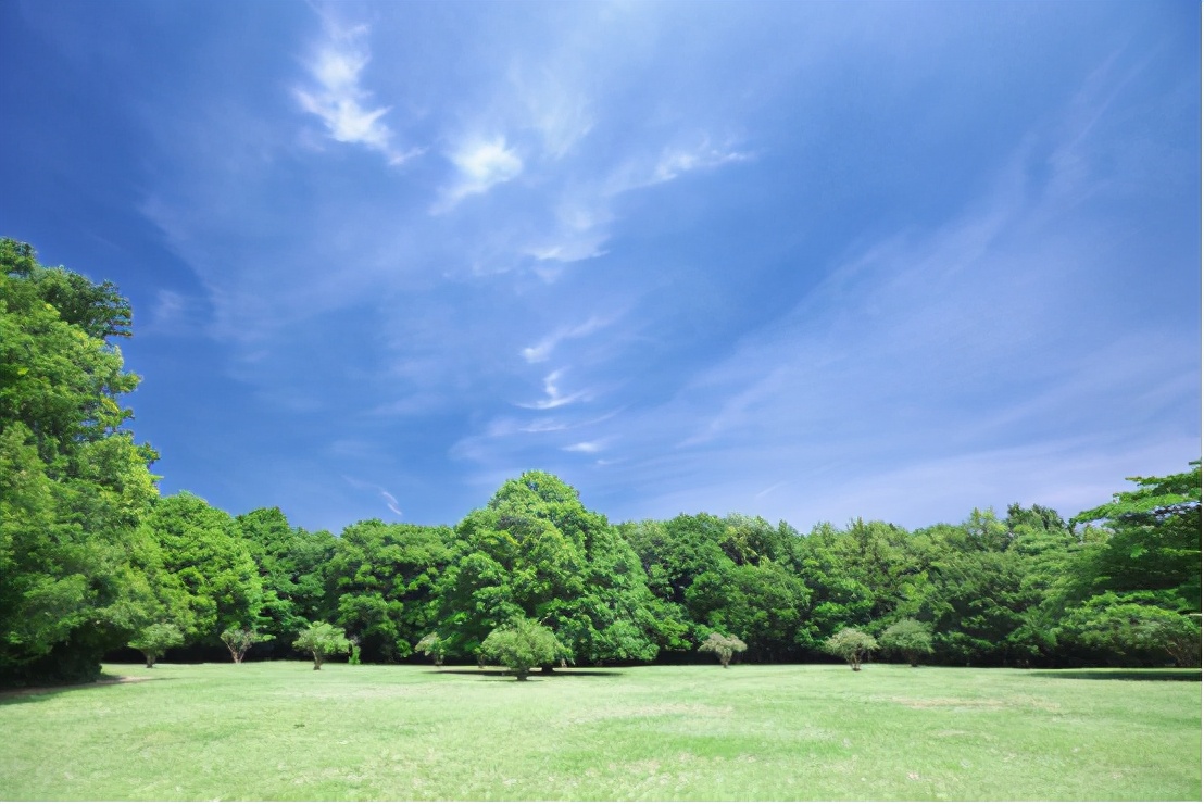 上海森林公园梅花园,上海腊梅