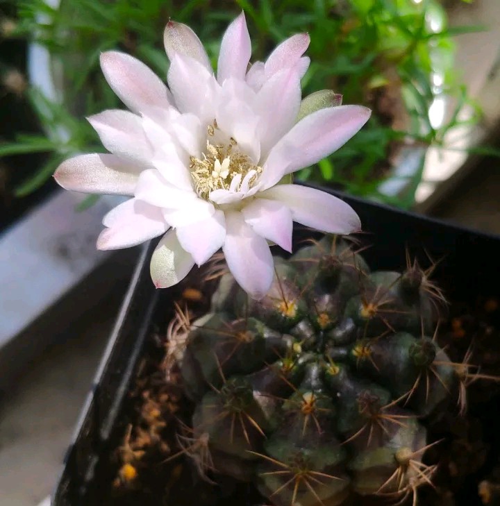 太极莲仙人球,狂莲仙人球