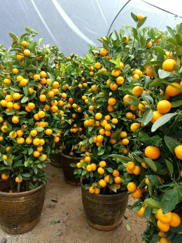 喜欢果树养一盆小金桔,枝叶繁茂能结果,放在家里有美好寓意