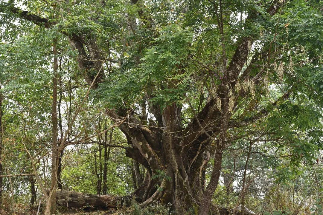七见景迈生态古茶,七见七味红茶