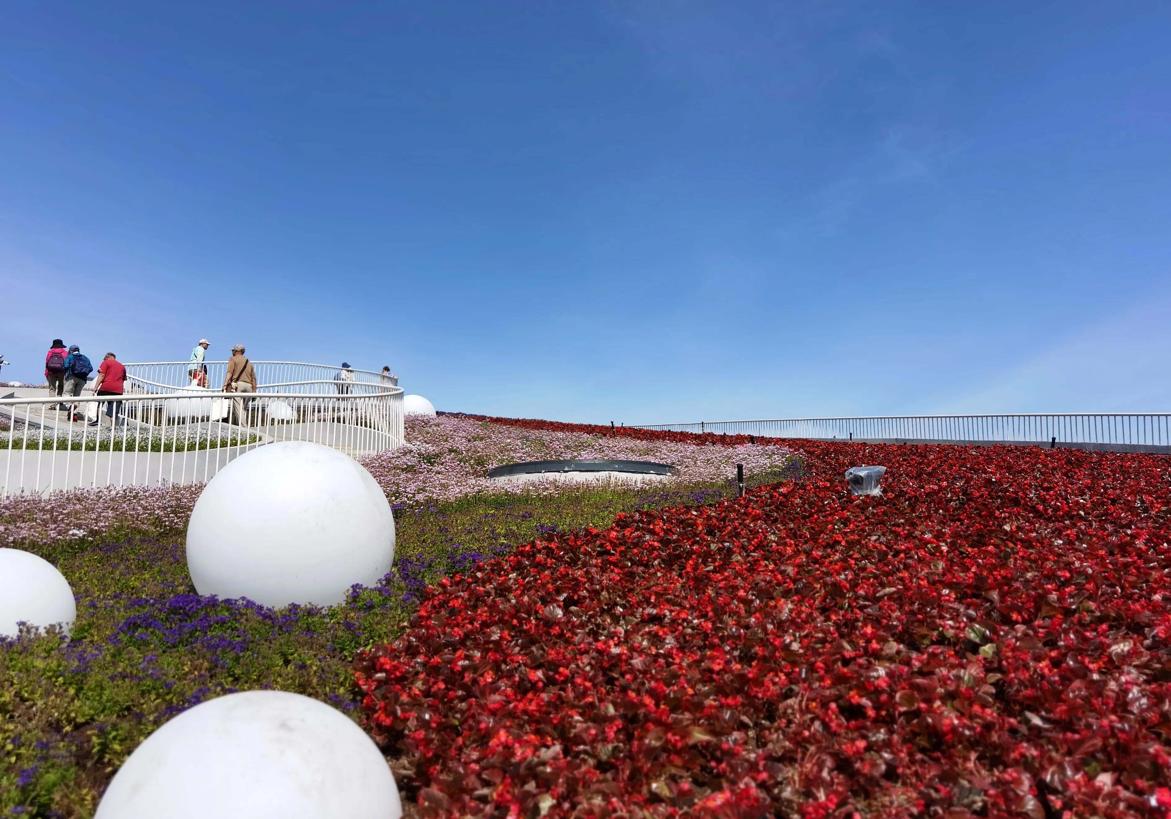 关于崇明花博会,崇明花博会全程花景