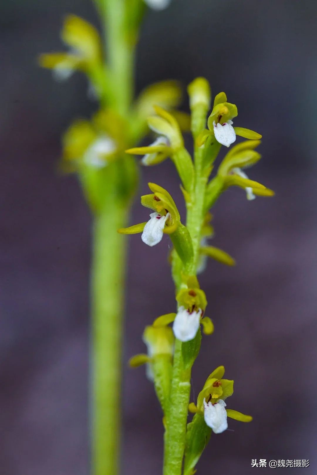各个季节的野生兰花,北京百花山野生兰花图片