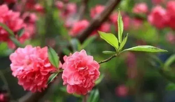 苗木种类名称大全,绿化中的苗木代号