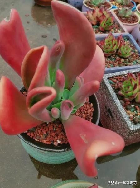 带狐狸形状的多肉,狐狸多肉养护