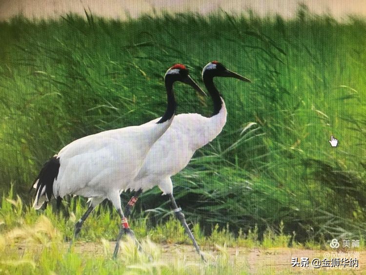 刘岚先生作品欣赏,画家刘岚作品
