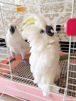 牡丹鹦鹉到底有多少种,可以饲养的牡丹鹦鹉有什么品种