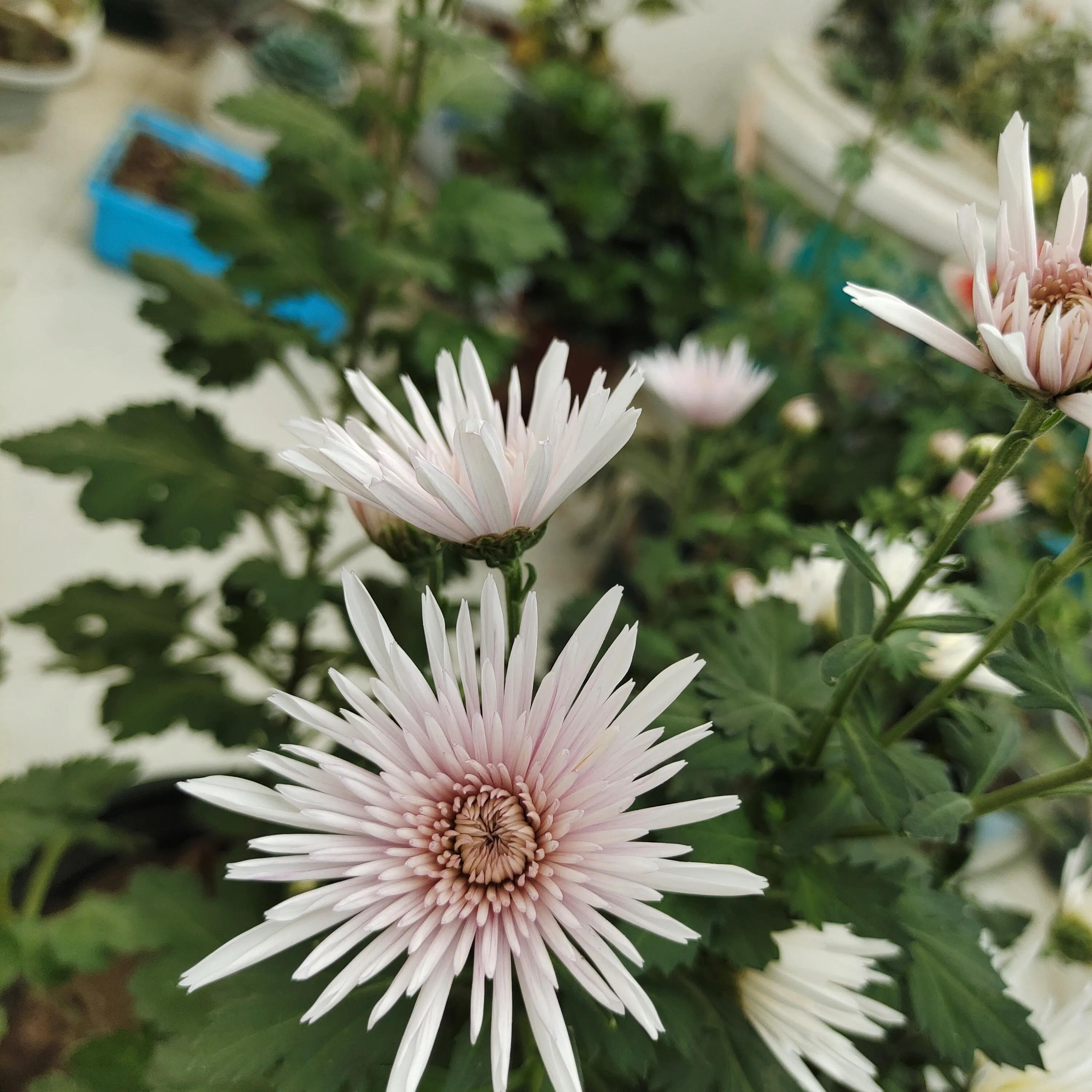 菊花苗怎样种植成活率高,拼多多上买的菊花种子是真的