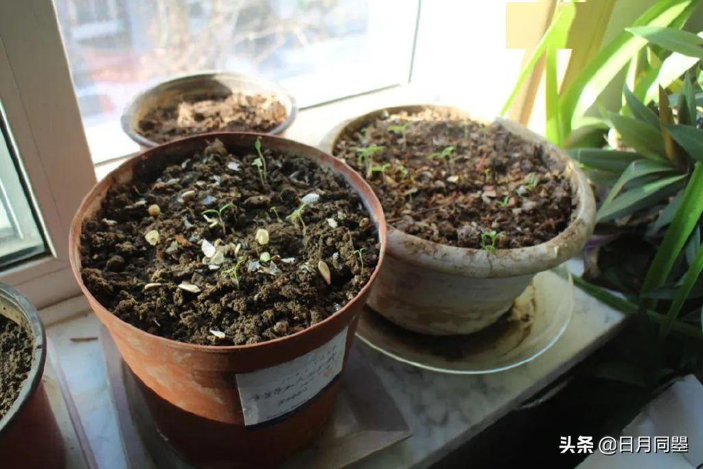 往事丨1992年，他们在武汉策划了一次消毒艺术运动