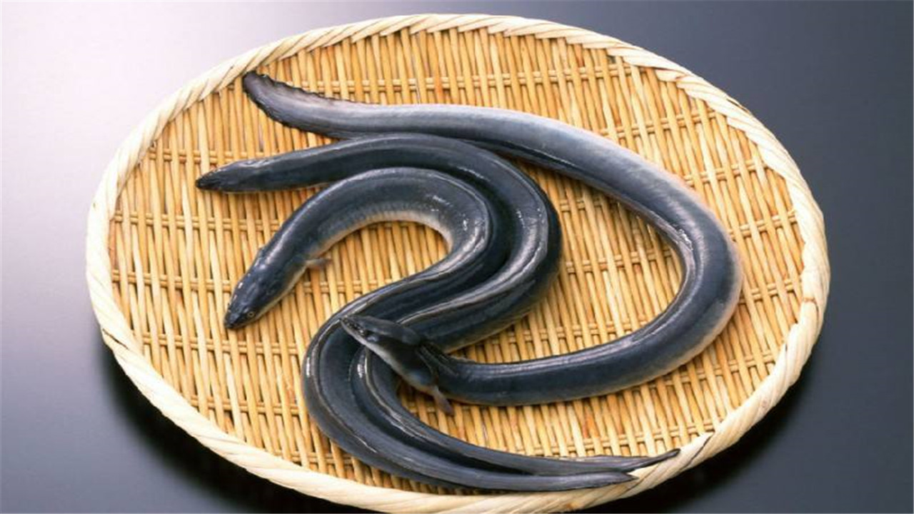 黄鳝的养殖方法和技术视频教程,黄鳝的养殖技术饲料配方