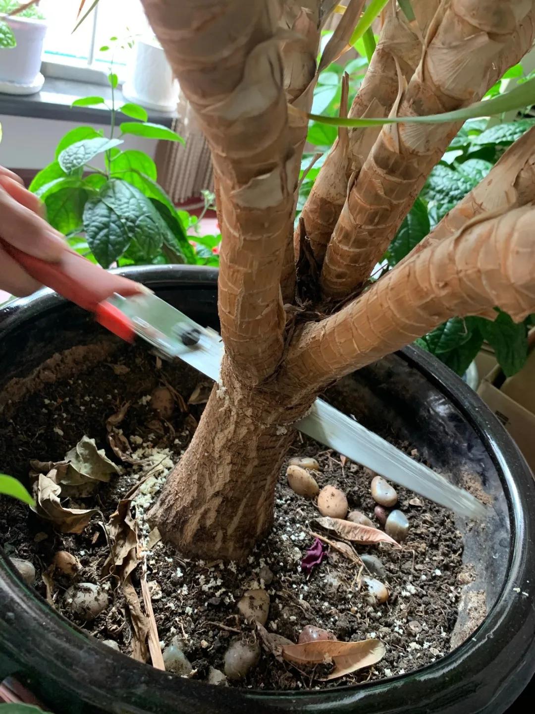 90岁的阿婆，养了株20年的龟背竹，冲上三层楼！霸气镇宅！