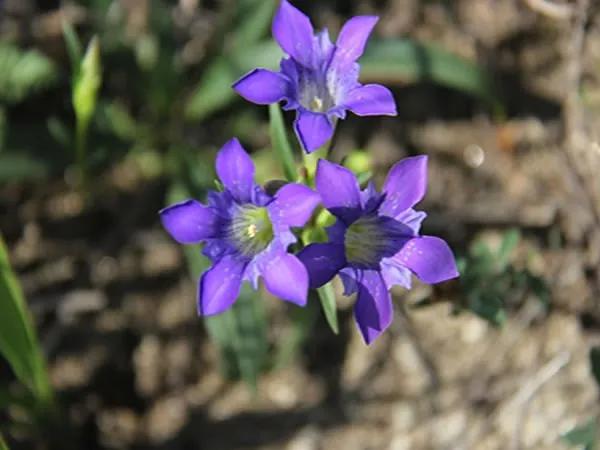 冬天常见中药植物图片及功效,花期长的草本植物图片
