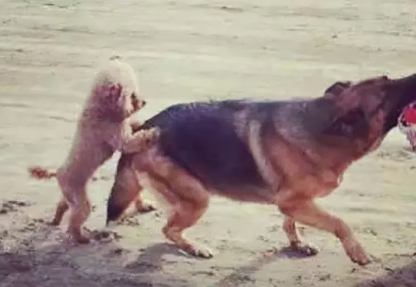 泰迪老是拱屁股怎么回事,泰迪头拱地脚刨地为什么