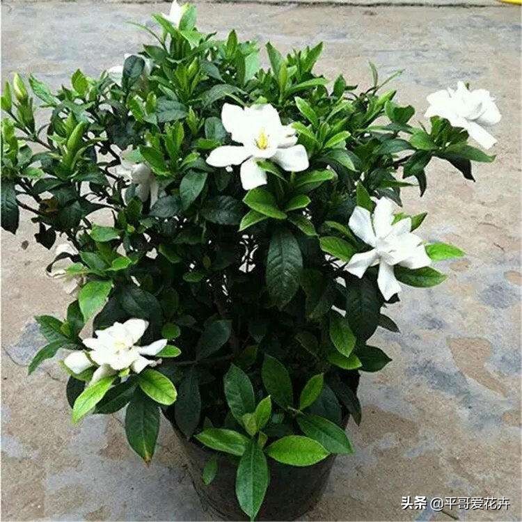 虎皮兰扦插生根最快方法图片,虎皮兰叶子扦插方法和注意事项