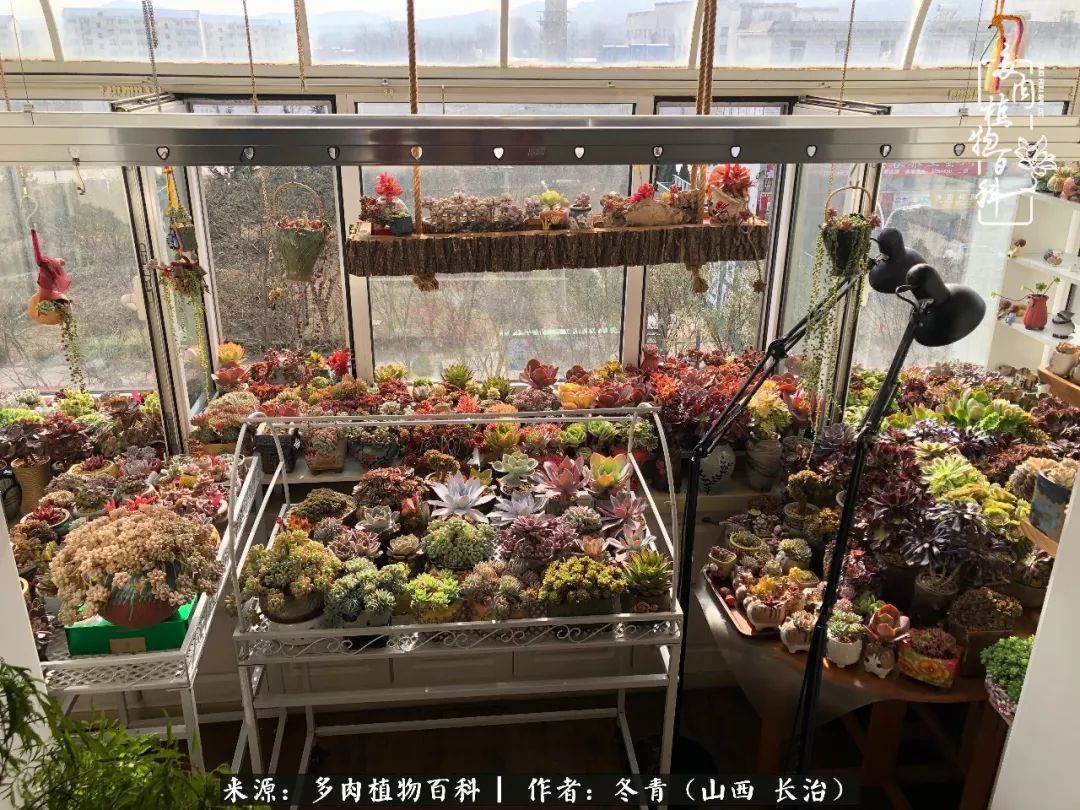 新手养多肉知道这4点打好基础,阳台上养多肉的正确方法