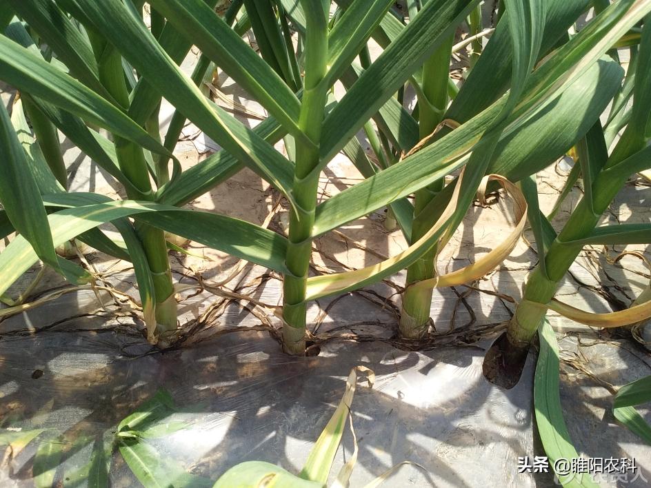 大蒜追肥用3个15的复合肥可以吗,大蒜追肥用尿素还是用硝酸铵钙呢