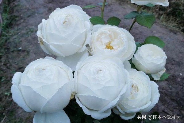 切花大全100种,鲜花大全50种花的花语