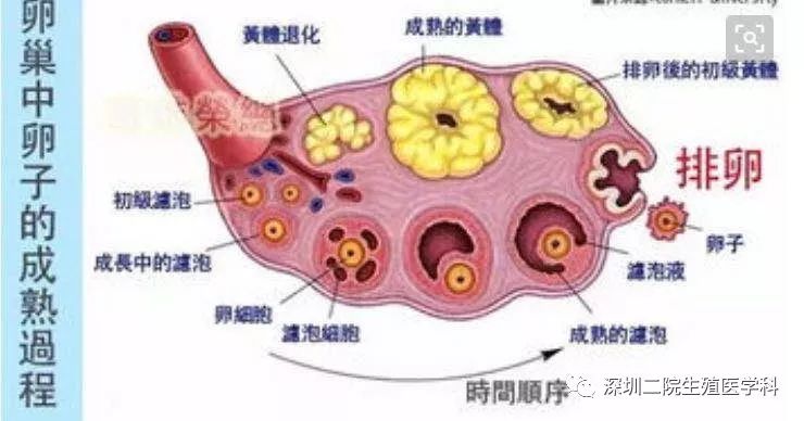 促排卵以后会伤肝肾吗,超促排卵会加速卵巢衰老吗