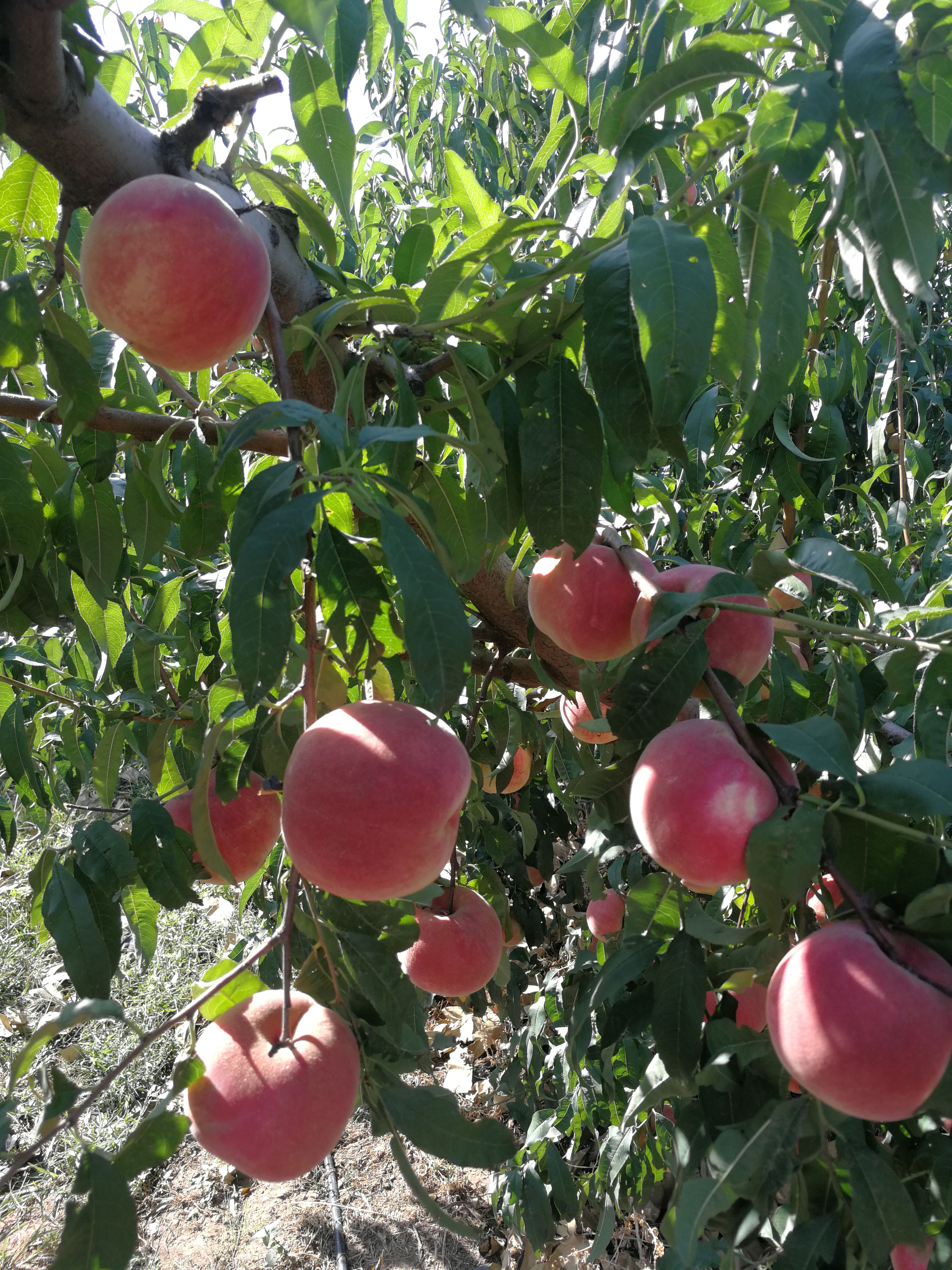 金秋红蜜桃是南方还是北方品种,金秋红蜜桃特点