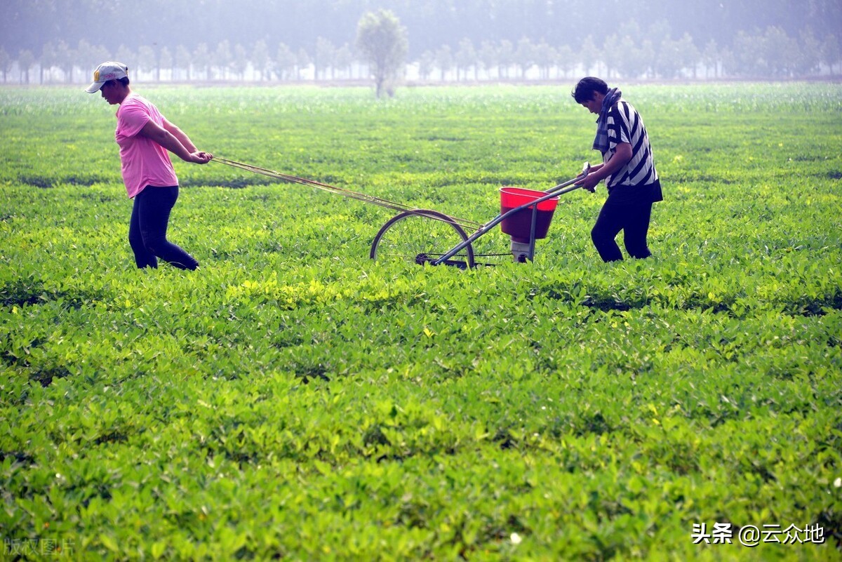 花生栽培高产技术,花生栽培要注意哪些技术要领