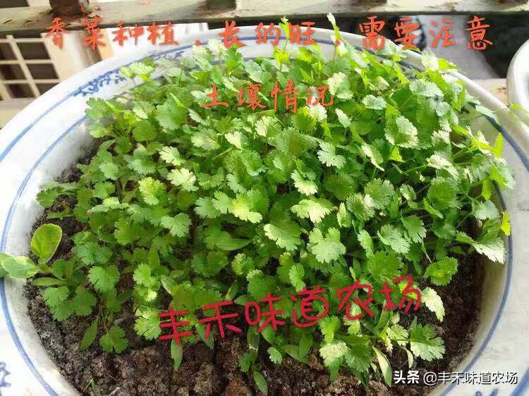 在家如何种植车厘子,车厘子自由种植