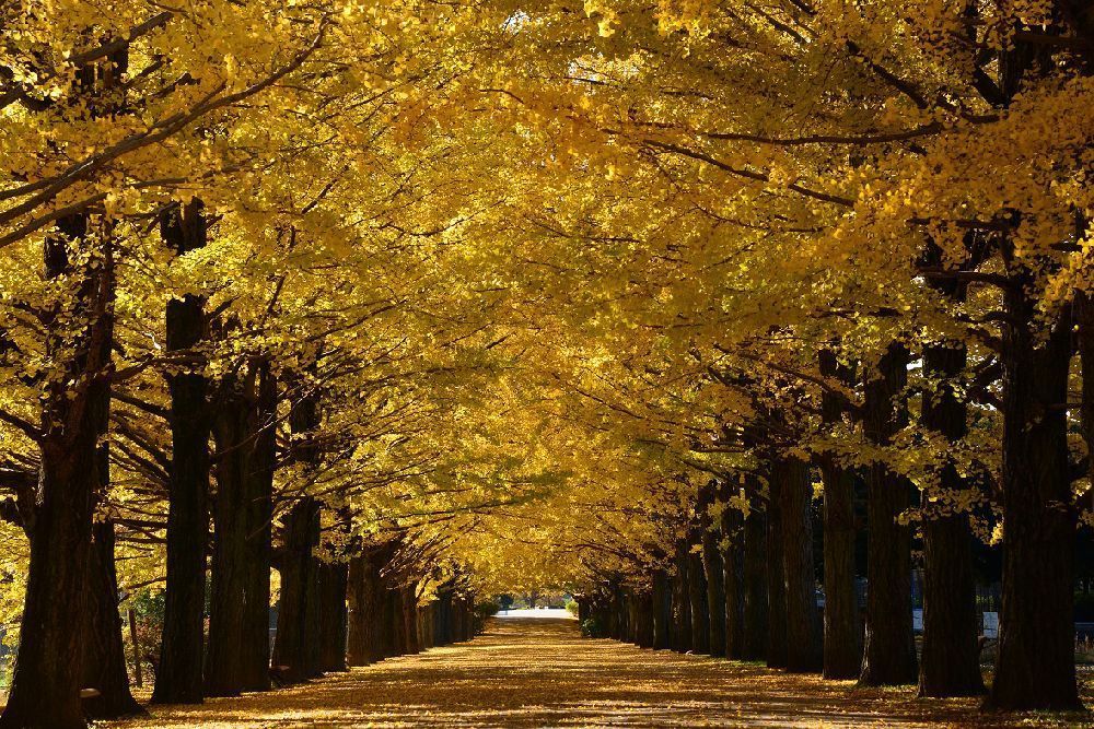日本秋景哪里好,又来日本不可错过的6大风景