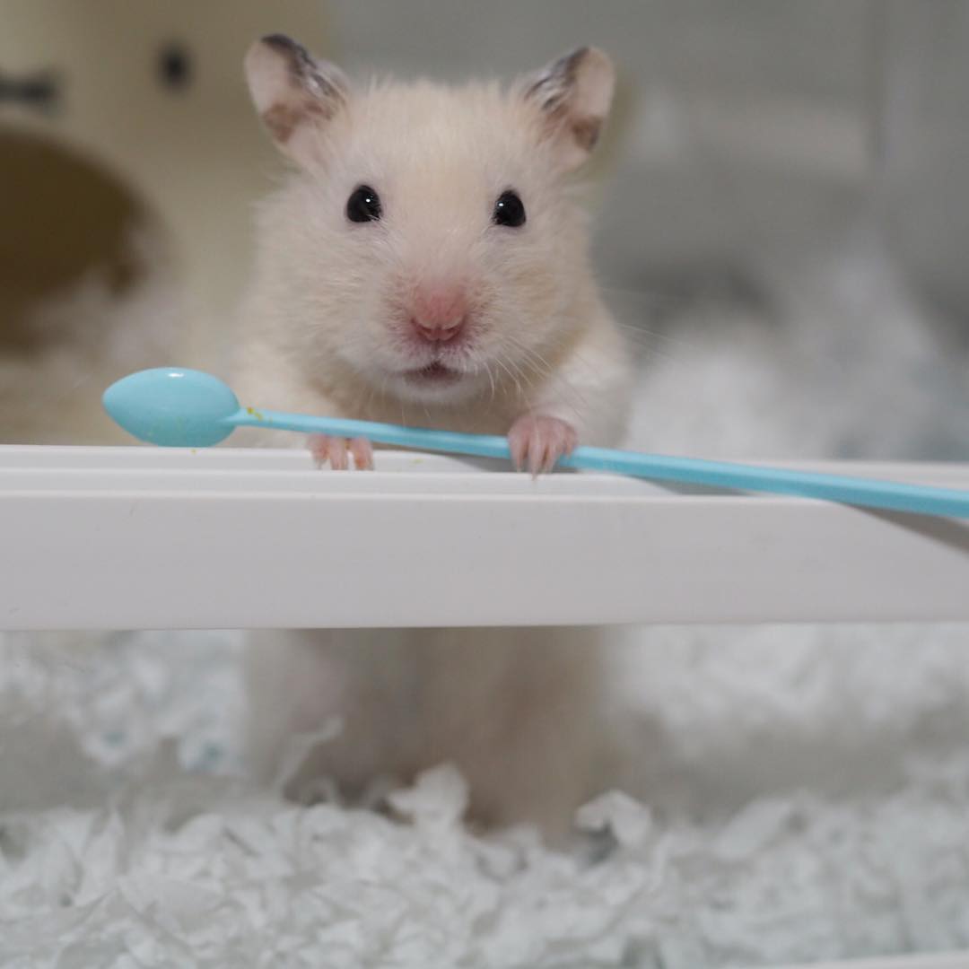 怎么把仓鼠养成乖乖鼠,小仓鼠怎么养才能在手上乖乖的
