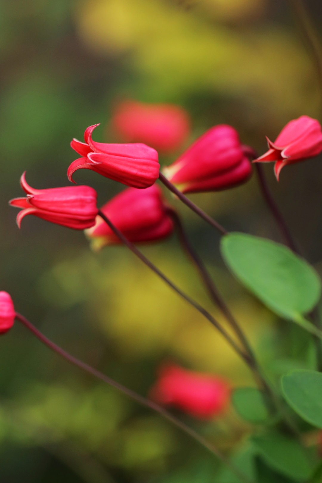 铁线莲卖家推荐,推荐靠谱的铁线莲店铺