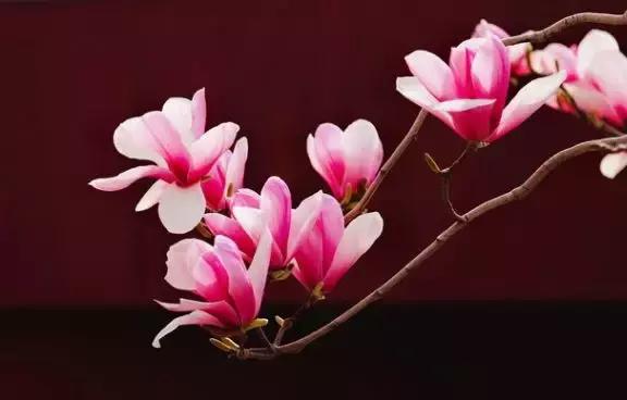 最适合赏花的花,视觉盛宴五种赏花名花供您选择