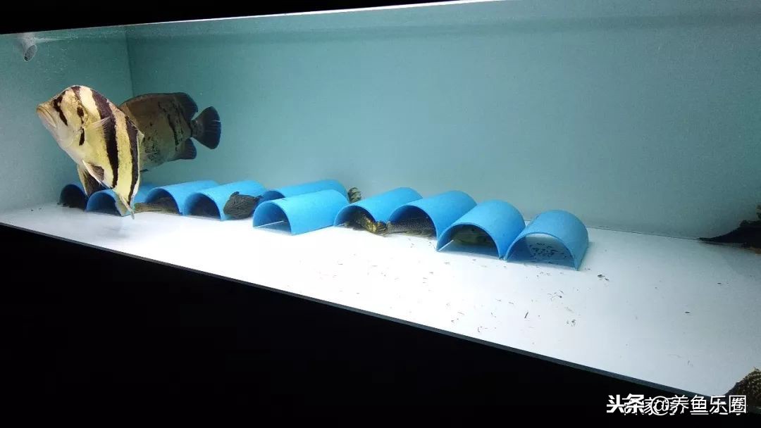 这位土豪家的渔场，光滤材就花了500多万，你确定不要见识一下？