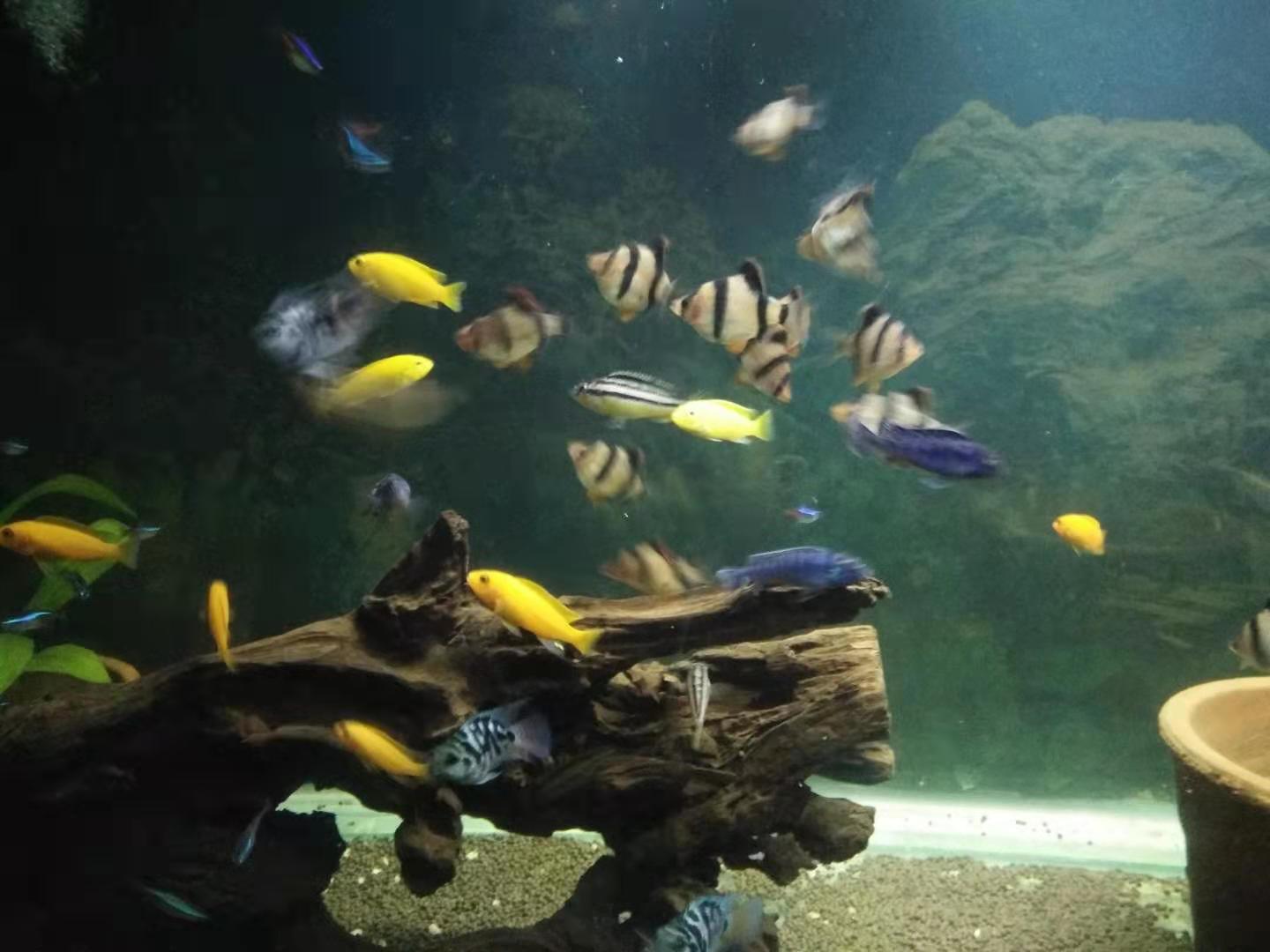 什么热带鱼可以和孔雀鱼混养,哪些热带鱼可以和孔雀鱼混养