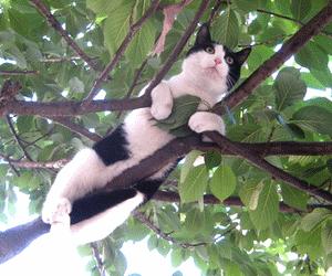 没想到猫也会功夫,没想到猫会这样走路