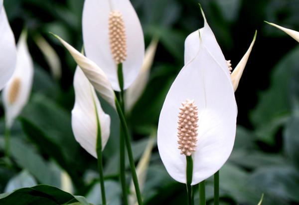 适合放厕所除异味的绿植水养,能净化空气又适合卫生间养的植物