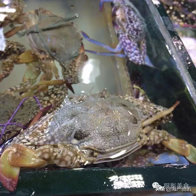 这些诱人的美食你吃过吗,世界上顶级海鲜大全你吃过几种