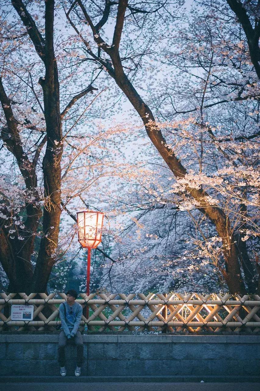 日本樱花季具体时间,日本樱花几月份去最好