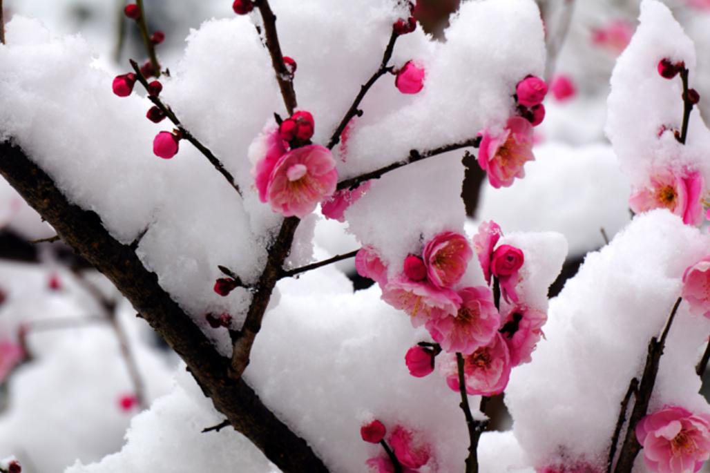 袁明忠|雪压梅枝梅压雪双铺锦地锦铺双(原创回文诗20组)